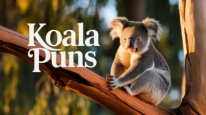 Koala Puns