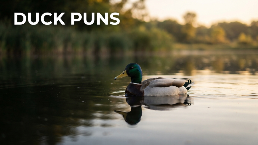 Duck Puns